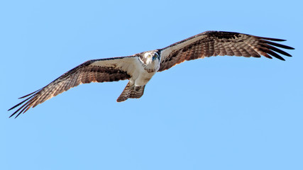 Osprey