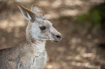 Grey kangaroo © Ilya Postnikov