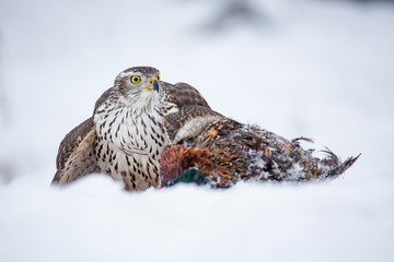 Birds of prey - Young northern goshawk (Accipiter gentilis) holds his meal in the snow. Wildlife scenery, winter time.