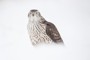 Birds of prey - Young northern goshawk (Accipiter gentilis). Wildlife scenery winter time.