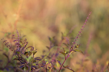 Tree Leaves bokeh for nature background and save green concept,abstract,soft and blur focus