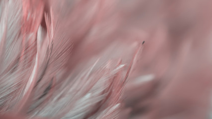 Blur Bird chickens feather texture for background, Fantasy, Abstract, soft color of art design.