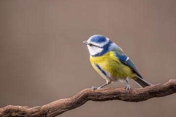 Parus major, Blue tit . Wildlife landscape, titmouse sitting on a branch. Blue tit bird wild animal. Wildlife