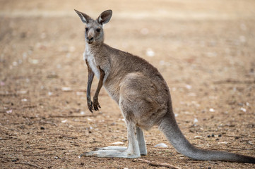 Naklejka na ściany i meble Grey kangaroo