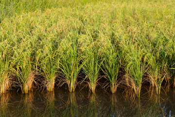 Paddy field in Kota Belud, Sabah, East Malaysia, Borneo