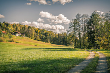 Bicycle Lane along meadow surrounded by forest