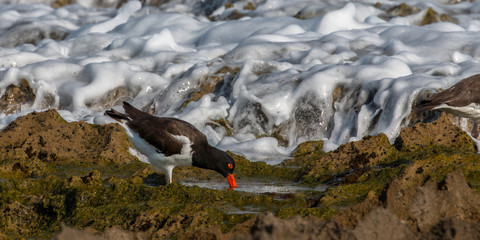 Puerto Rico the Enchanted Isle