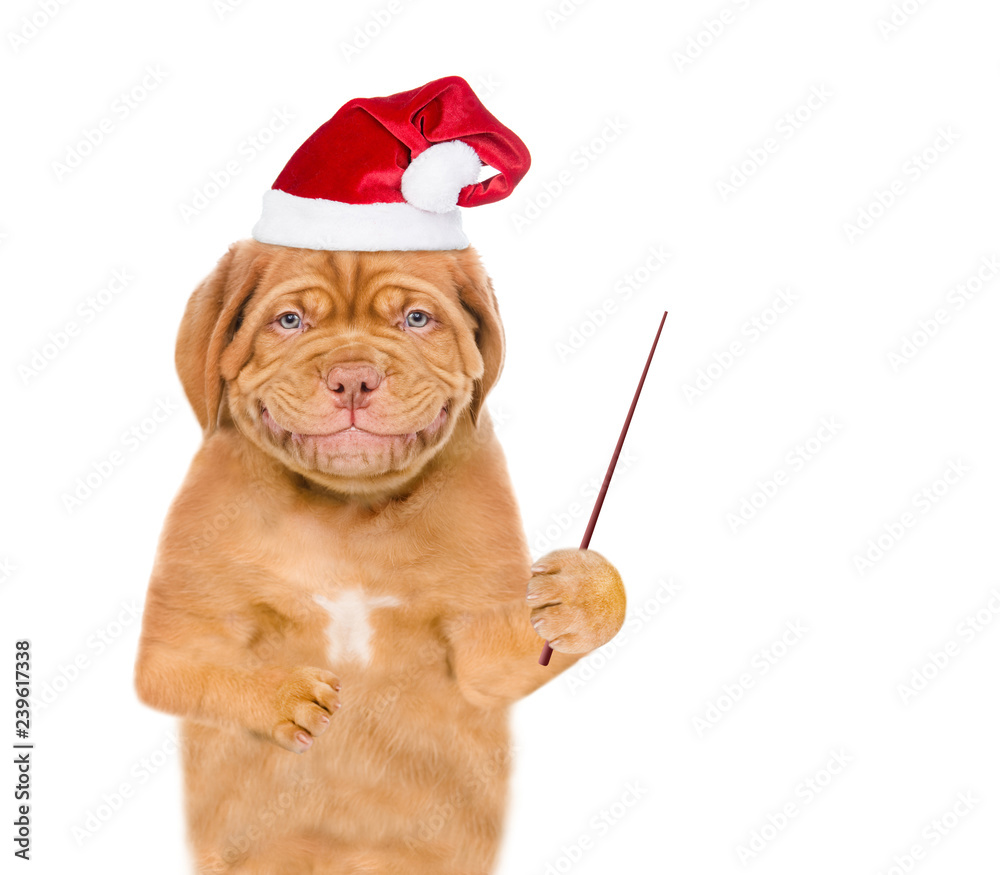 Poster Smiling puppy in christmas hat holding pointing stick and pointin away on empty space. isolated on white background