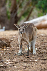Grey kangaroo © Ilya Postnikov
