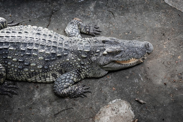 The crocodile is lying down waiting for the bait at the zoo.