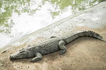 The crocodile is standing still waiting for the bait in the water.