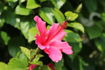 Pink Hibiscus Rose-Mallow