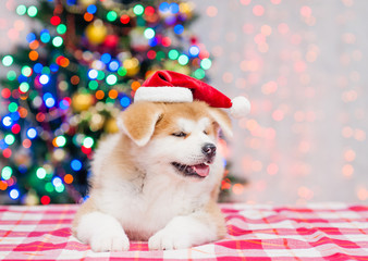 Fototapeta na wymiar Akita inu puppy lying in red sata hat with Christmas tree on a background