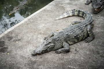 The crocodile is lying down waiting for the bait at the zoo.