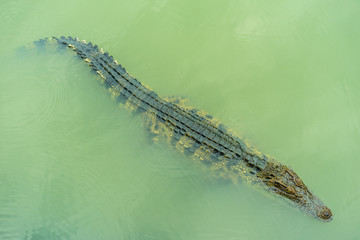 The crocodile is standing still waiting for the bait in the water.