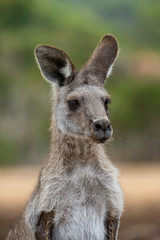 Fototapeta premium Grey kangaroo