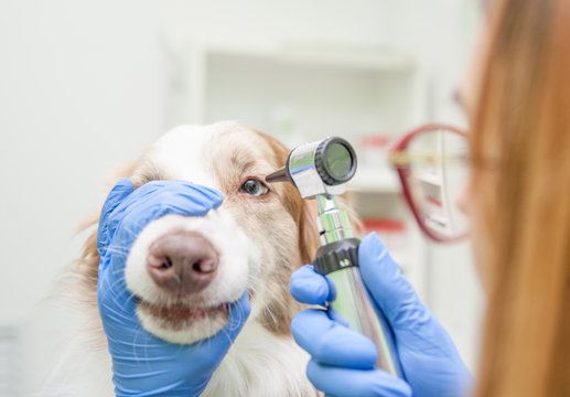 Close up veterinary doctor examining dog eye with an otoscope