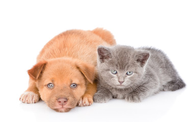 Sad mixed breed puppy and kitten lying together. isolated on white background