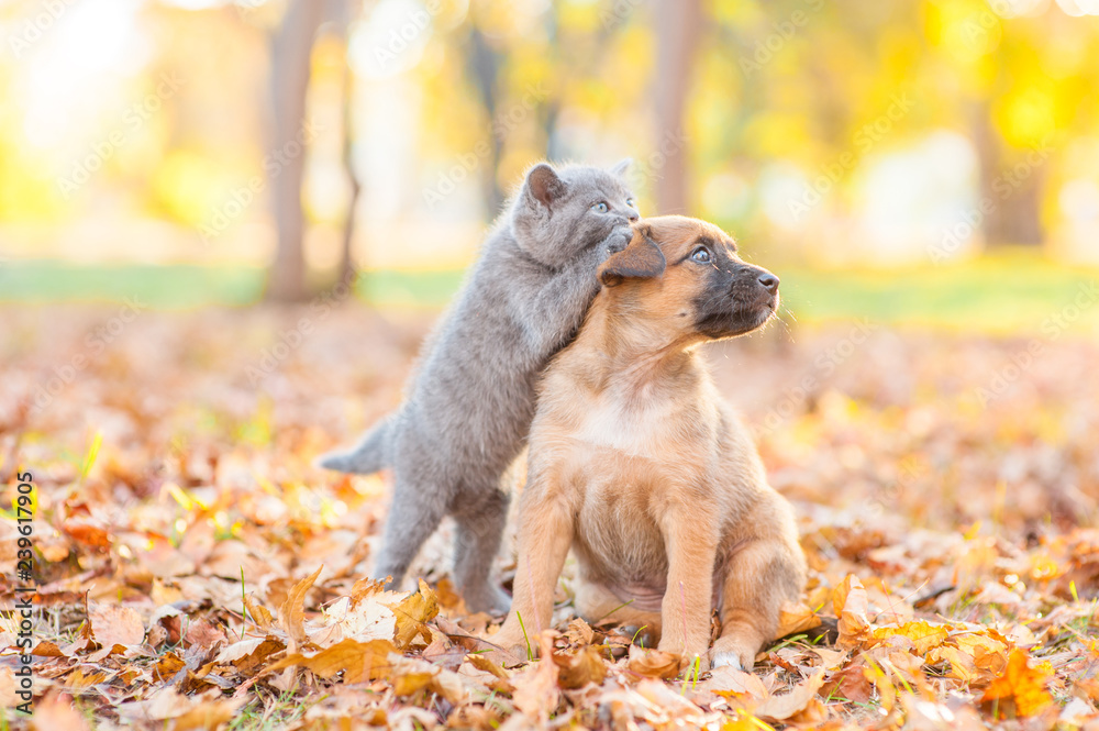 Canvas Prints playful kitten playing with puppy on fallen autumn leaves at sunset