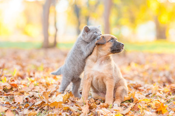 playful kitten playing with puppy on fallen autumn leaves at sunset