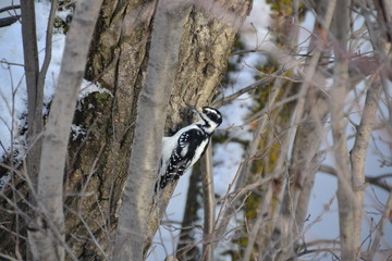 Hairy Woodpecker on a Tree