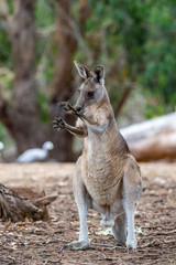 Grey kangaroo