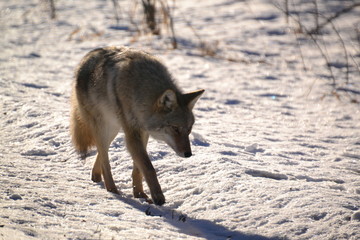 Coyote on the Hunt
