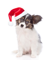 Papillon puppy in red christmas hat. isolated on white background