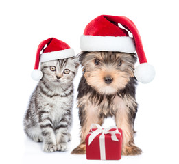 Kitten and puppy in red christmas hats with gift box. isolated on white background
