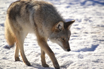 Coyote Seeking Prey