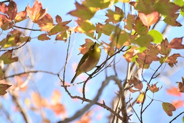 枯葉に止まる冬のメジロ