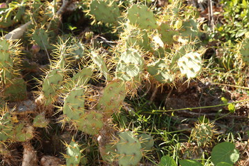 cactus in the garden for background