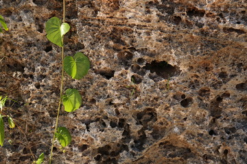 young green plant in old stone