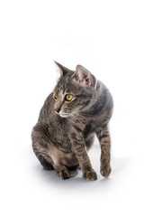 cat isolated in white background