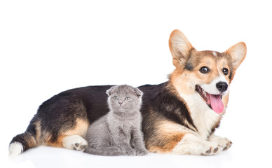Corgi puppy with tiny kitten lying together in side view and looking at camera. isolated on white background
