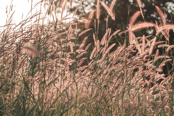 Colorful flowers grass made with gradient for background,Abstract,texture,Soft and Blurred style.postcard.