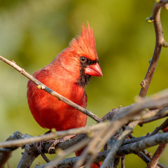 Male Northern Cardinal
