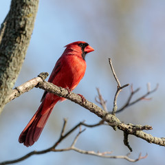 Male Northern Cardinal