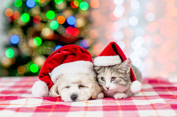 Sad kitten and bichon frise puppy in red santa hats  with  Christmas tree on a background