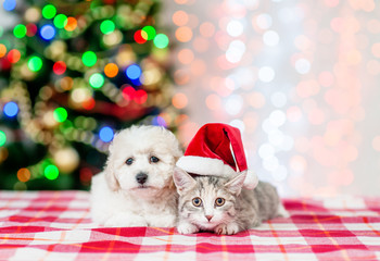 puppy and kitten in red santa hat looking at camera with  Christmas tree on a background