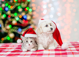 bichon frise puppy and kitten in red santa hats with  Christmas tree on a background