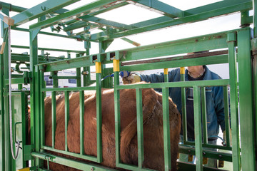 cow being sprayed