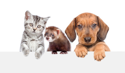 Cat, dog and ferret over white banner. isolated on white background