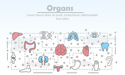 Fototapeta na wymiar Vector thin line art human organs poster banner template