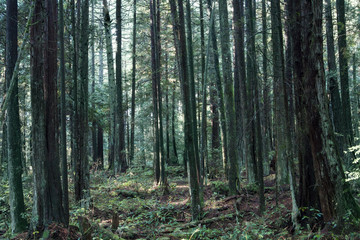 View of forest floor foliage with giant trees; tall trees in a green forest