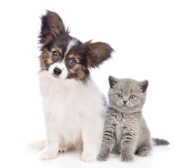 Papillon puppy with tiny kitten sitting together. isolated on white background