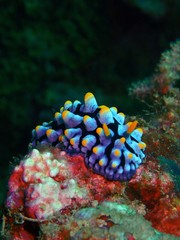 Closeup and macro shot of nudibranch Phyllidia coelestis during leisure dive underwater diving in Tunku Abdul Rahman Park, Kota Knabalu, Sabah. Malaysia, Borneo. 