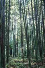 View of forest floor foliage with giant trees; tall trees in a green forest