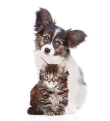 papillon puppy with maine coon kitten sitting together. isolated on white background