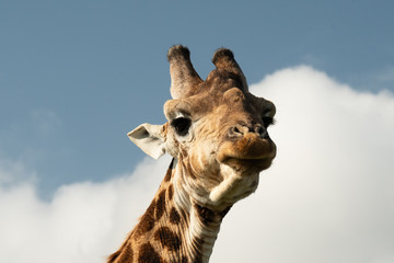 Giraffe face